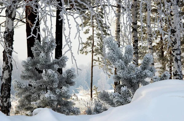 Manzara o kadar renklidir ki istemeden de olsa gerçek bir peri masalı hissi yaratır. Küçük köknar ve ince huş ağaçları, ince bir çam ağacı ve soğuk bir sis.