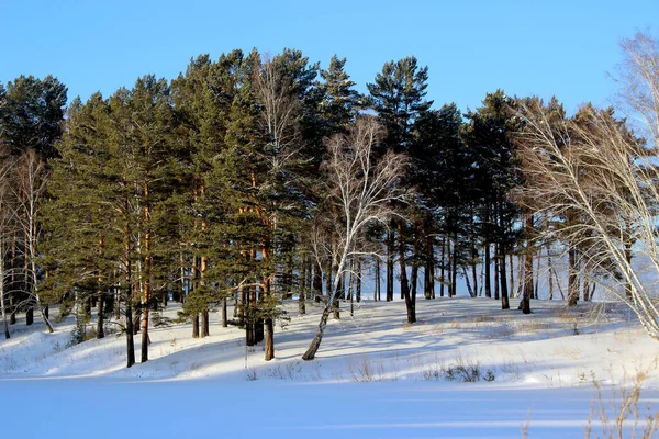 Paesaggio Invernale Dove Betulle Intrecciano Con Alberi Conifera Cielo Blu — Foto Stock