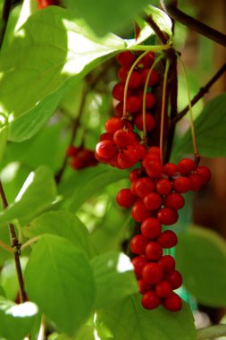 Yeşil yaprakların gölgesinde sarkan kırmızı böğürtlenlerin harika yakın plan görüntüsü..