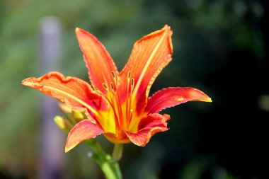 Şenlik ateşi gibi bir çiçeğin Macro fotoğrafı. Yaprakları kırmızıdır ama merkeze daha yakındır. Rengi sarıdır..