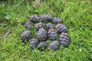 Çimlerdeki sedir kozalakları sedir kozalağı şeklinde.