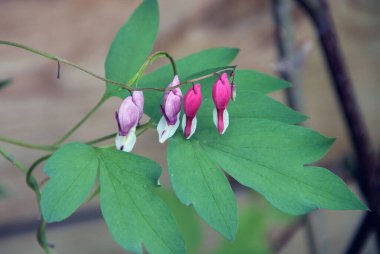 Yeşil yapraklı arka planda dört küçük çiçek..