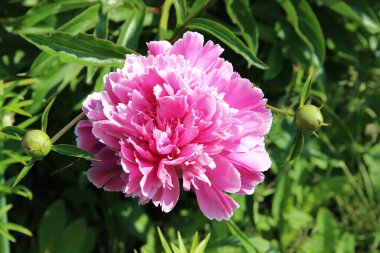 Yukarıdan bakıldığında, yumuşak pembe bir paskalya ve arka planda iki yeşil tomurcuk görünüyor..