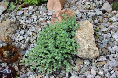 Yeşil bitkilerin en üst görüntüsü, taşlardan oluşan bir yerde büyüyor..