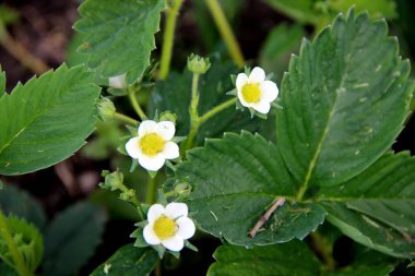Yukarıdan, beyaz taç yaprakları ve sarı çekirdekleri olan üç harika çiçeğe bakın..
