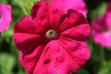 Hafif kırmızı çiçek, soluk beyaz çekirdekli. Yaklaş.