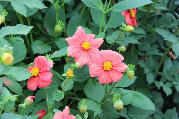 Деякі Бутони Ніжно Рожевих Квітів Відкриті Кілька Бутонів Закриті — стокове фото