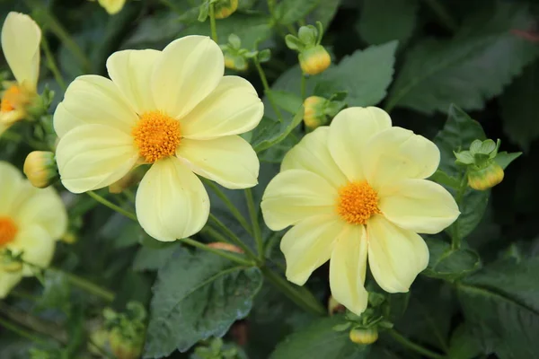 Два Дивовижних Кремового Кольору Відкриті Квіти Бутонів Жовтими Ядрами — стокове фото