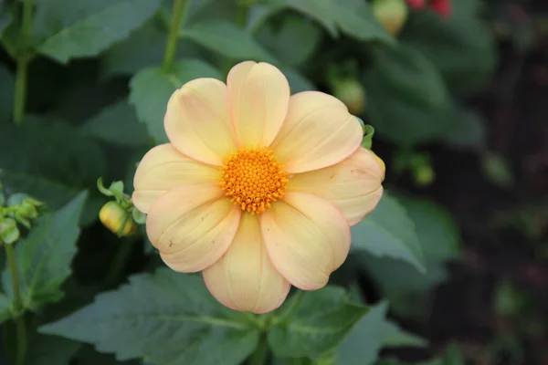 Красива Квітка Ніжними Жовто Рожевими Пелюстками Додатковим Жовтим Ядром — стокове фото