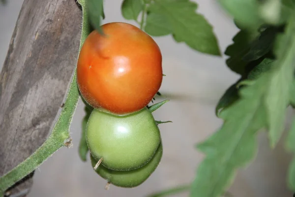 Three Tomatoes Hang One Another Red One Foreground Two Green — Stock Photo, Image