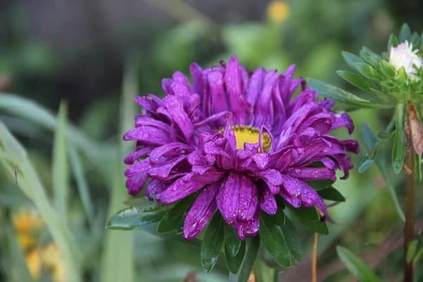 迷人的紫丁香花与黄色的核心 Closeup图像 — 图库照片