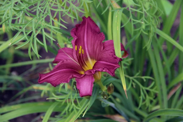 Yakından bakınca, parlak mor taç yaprakları, parlak sarı çekirdekleri ve erkek organları olan güzel bir çiçeğin görüntüsü..