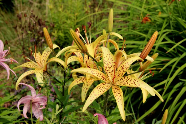 Çimenlerin arasında taç yapraklarında kırmızı lekeler olan bir grup güzel sarı çiçek..