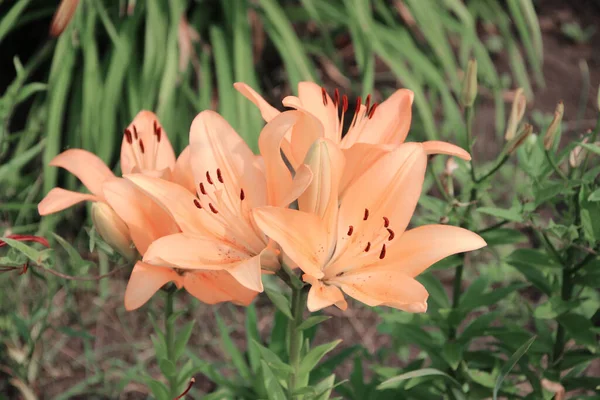 A cluster of beautiful gentle peach-colored flowers with dark red stamens.
