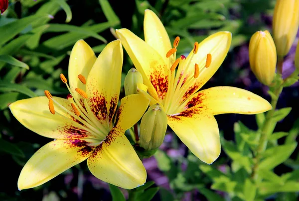 Yapraklı iki çiçek parlak sarı ve çekirdeğin etrafında koyu kırmızı noktalardır..