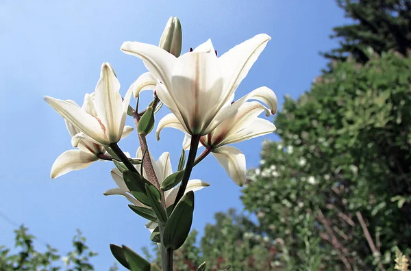 Uitzicht Een Cluster Van Verbazingwekkende Witte Bloemen Close Het Zonlicht — Stockfoto