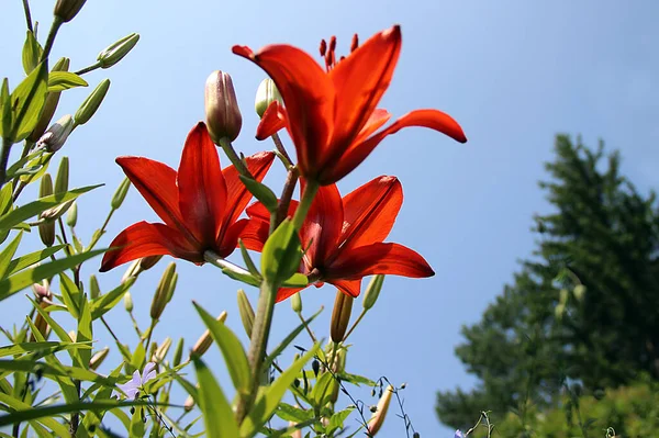 İnanılmaz kırmızı çiçek kümelerine yakından bir göz atın. Güneş ışığı yapraklarının arasından sızar..