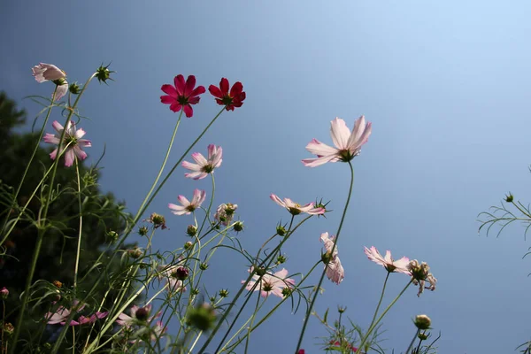İnce saplı birkaç çiçeğin arasından gökyüzüne bak..