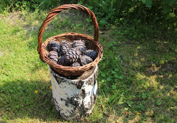 Huş ağacının gövdesindeki hasır sepette sedir kozalaklarının yakın plan fotoğrafı..