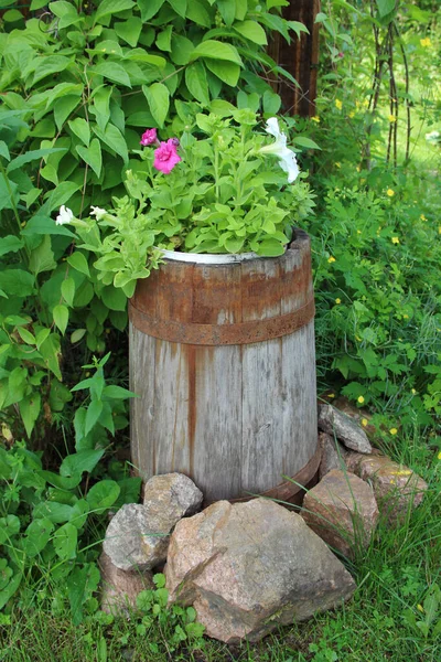 Varilin etrafındaki yeşil çimlerin ve taşların üzerindeki eski fıçının içindeki inanılmaz çiçekler..