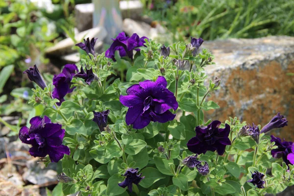 Taşların arasında güzel koyu mor çiçekler.