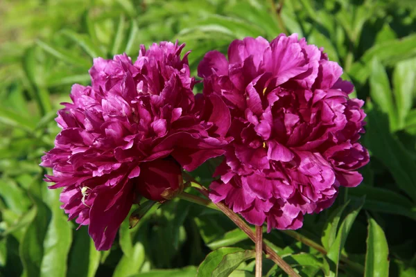 Two Purple Flowers Buds Close Each Other Stems Crosswise — Stock Photo, Image