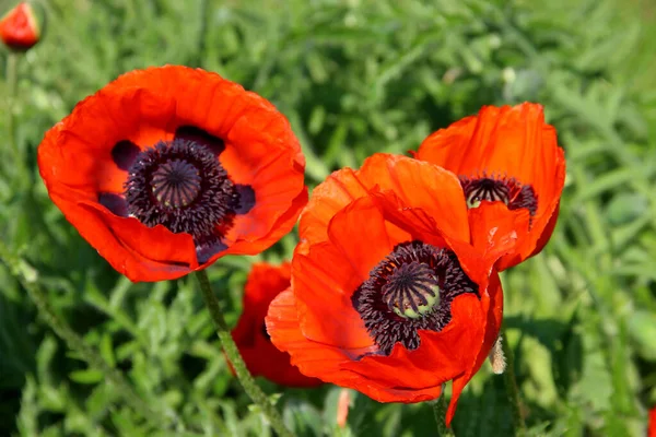 Parlak kırmızı yapraklar ve bu çiçeklerin siyah çekirdekleri çimlerin üzerinde asılı gibi görünüyor..