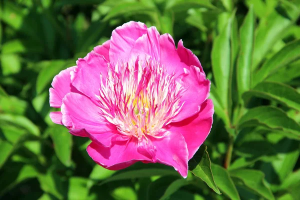 Opened Bud Delicate Pink Petals Core Similar Little Flames — Stock Photo, Image