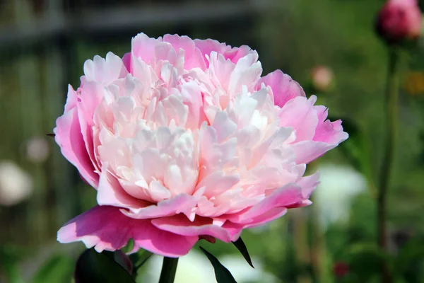 Üzerinde beyaz taç yaprakları ve soluk pembe alt yaprakları olan muhteşem Aster tomurcukları..