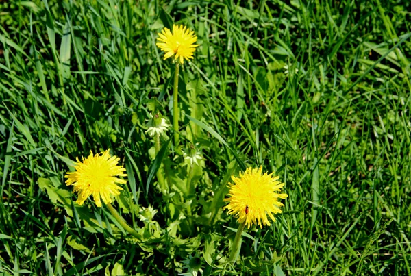 Trzy Żółte Kwiaty Rosnące Trójkącie Trawie — Zdjęcie stockowe
