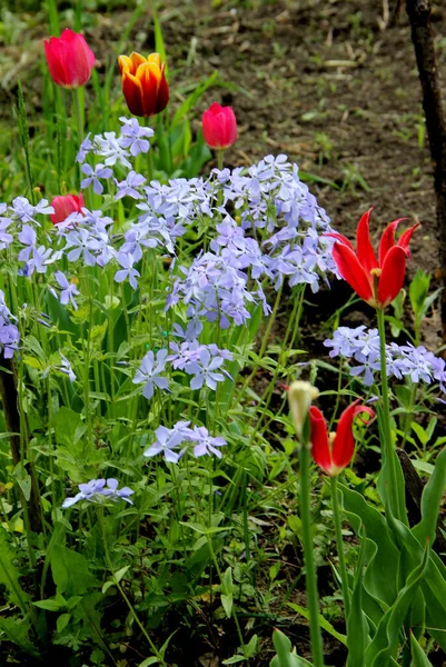 Bir çiçek tarhında nadir bir renk kombinasyonu.