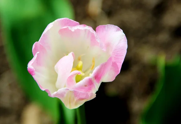 Дивовижний Бутон Блідо Білих Рожевих Пелюсток Жовтих Тичинок — стокове фото
