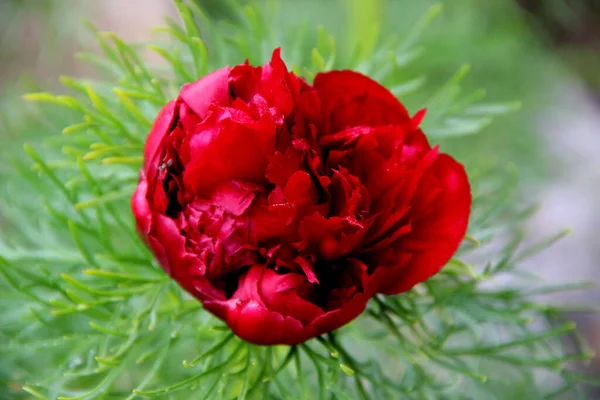 Parlak kırmızı çiçek tomurcuğunun makro görüntüsü. Yukarıdan görüntüle.