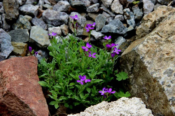 Taşların arasında küçük mavi çiçekler var. Yukarıdan görüntüle.