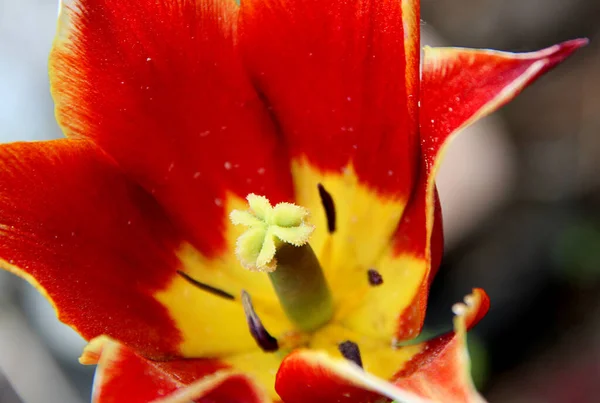 Macro Image Bright Red Flower Bud — Stock Photo, Image