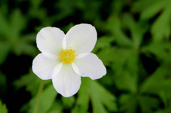 白い透明な花弁と薄黄色の雄蕊を持つ美しい穏やかな花の上からの眺め — ストック写真