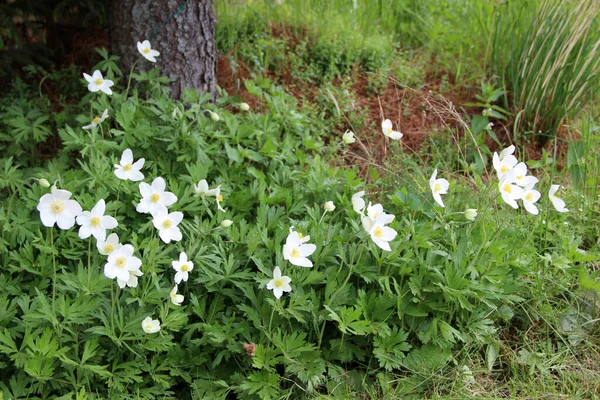 Crecimiento Flores Blancas Pie Del Árbol — Foto de Stock
