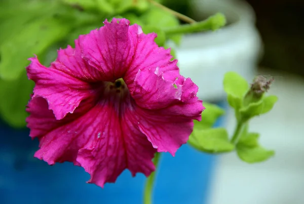 Pemandangan Depan Bunga Merah Muda Yang Menakjubkan Dalam Pot Closeup — Stok Foto