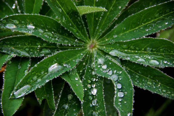 Bir bitkinin yeşil yapraklarına yağmur damlaları. Yeşil inciler gibi etrafa saçılmış.