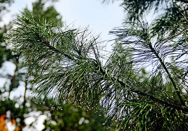 Gren Tall Med Regn Droppar Loseup — Stockfoto