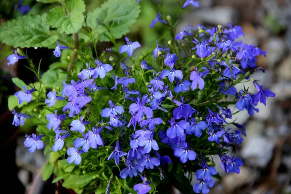Četné Modré Květy Pod Sluncem Zářícími Okvětními Lístky Zelenými Listy — Stock fotografie