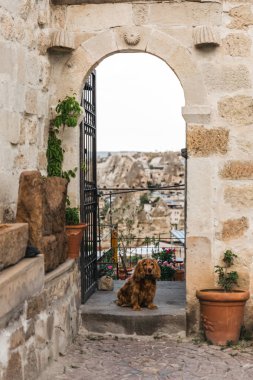 köpeğin yanına açık kapı kaya oluşumları Kapadokya, Türkiye, muhteşem manzaralı