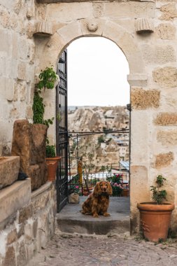 dog near open door with majestic view at rock formations in cappadocia, turkey clipart