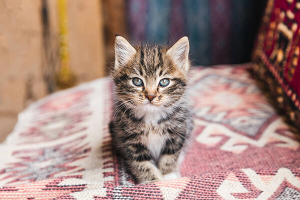 Kitten Stock Picture
