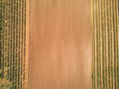 aerial view of rows of grape vines and brown soil, czech republic clipart