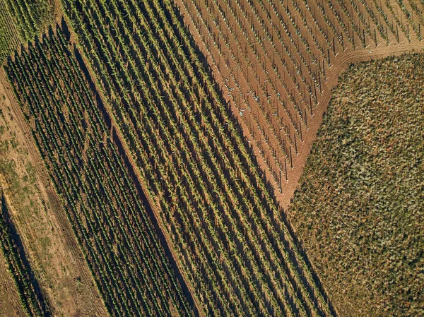 Agricoltura — Foto Stock