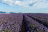 beautiful blooming lavender flowers and distant mountains in provence, france
