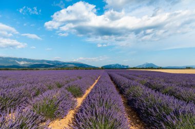 güzel lavanta alan ve provence, Fransa uzak dağlarda çiçek açan 