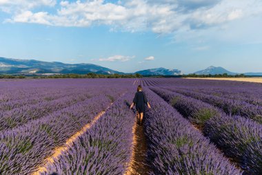 arkadan görünüşü kız provence, Fransa çiçeklenme lavanta çiçek dolu satırlar arasında yürüyüş