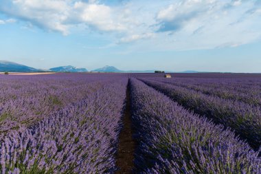 güzel lavanta çiçekleri ve provence, Fransa uzak dağlarda çiçek açan